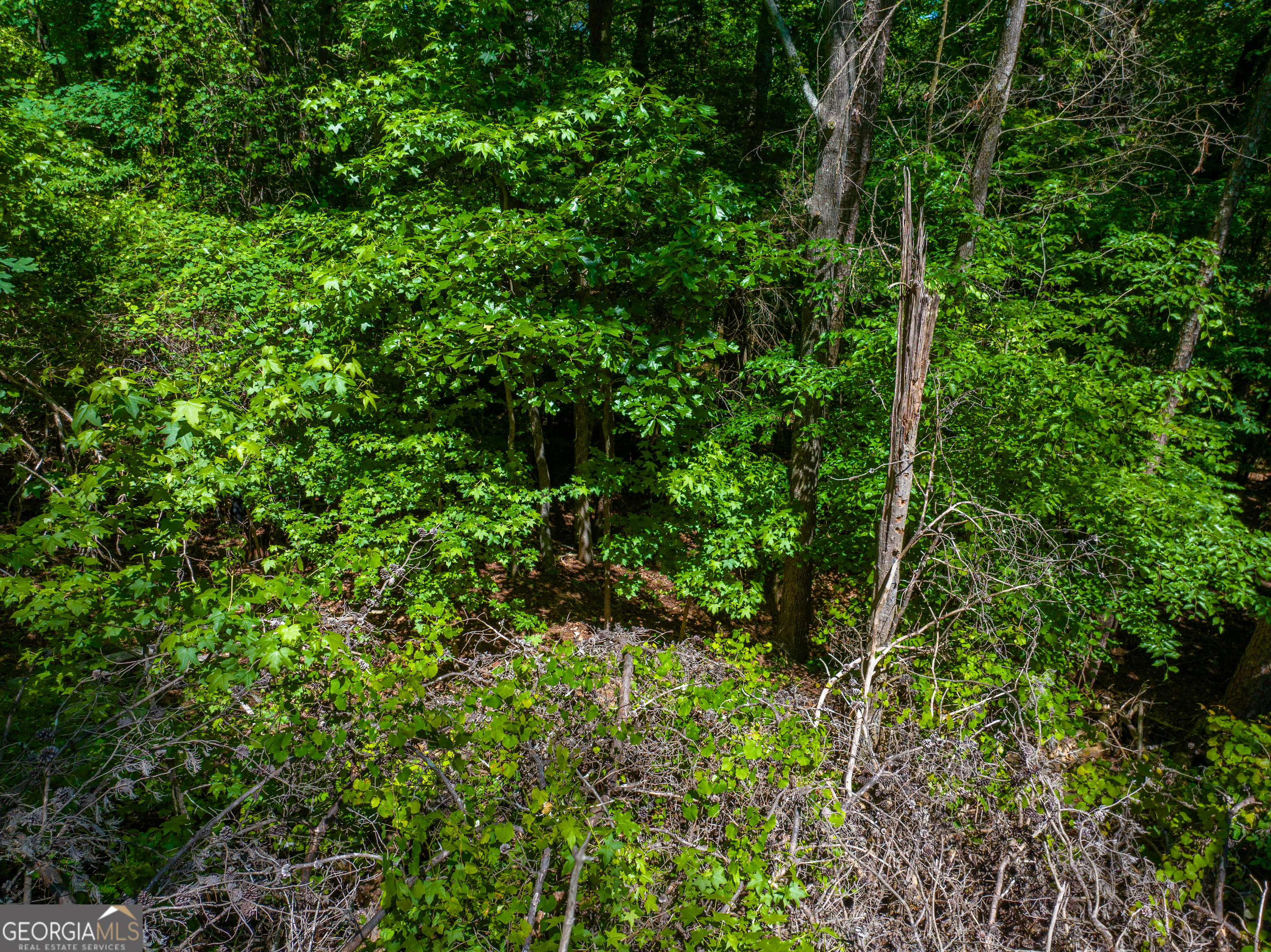 5.5-acres Bronco Road LaFayette, GA 30728 - Photo 14 of 17 a view of a lush green forest