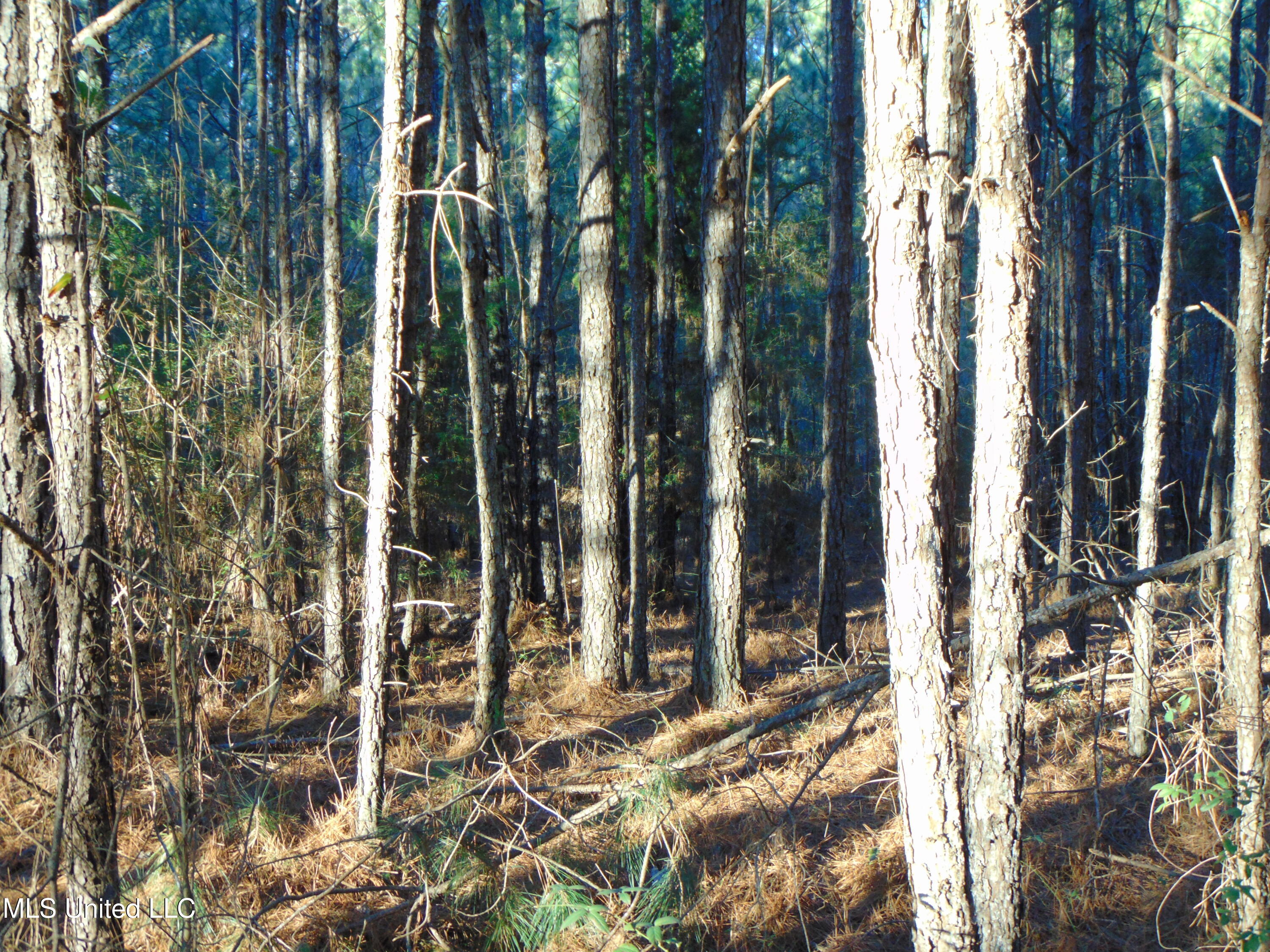 2605 Northeast Brignall Road Brookhaven, MS 39601 - Photo 13 of 33 DSC05658