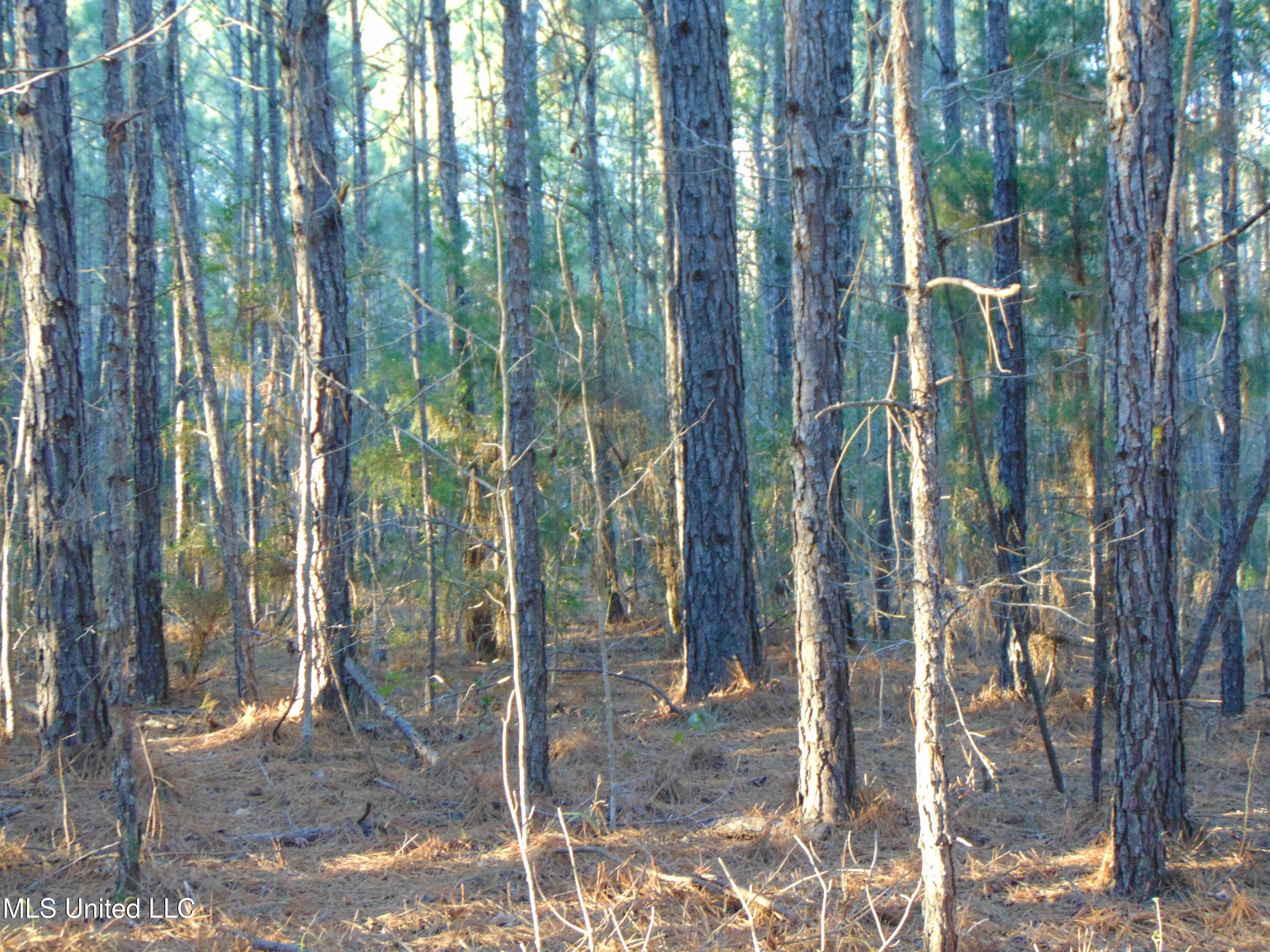 2605 Northeast Brignall Road Brookhaven, MS 39601 - Photo 16 of 33 DSC05662