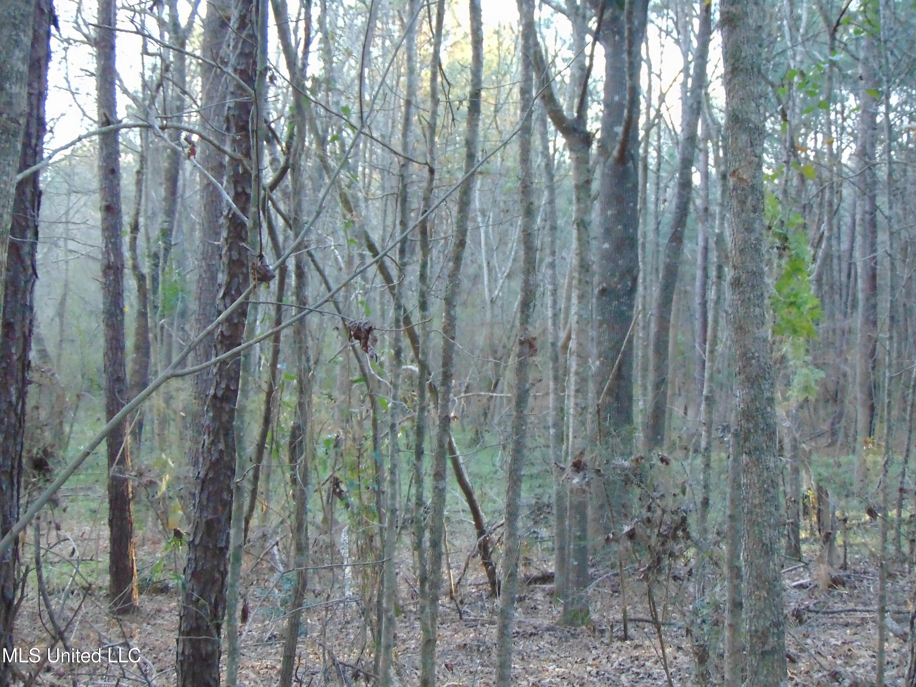 2605 Northeast Brignall Road Brookhaven, MS 39601 - Photo 18 of 33 DSC05664