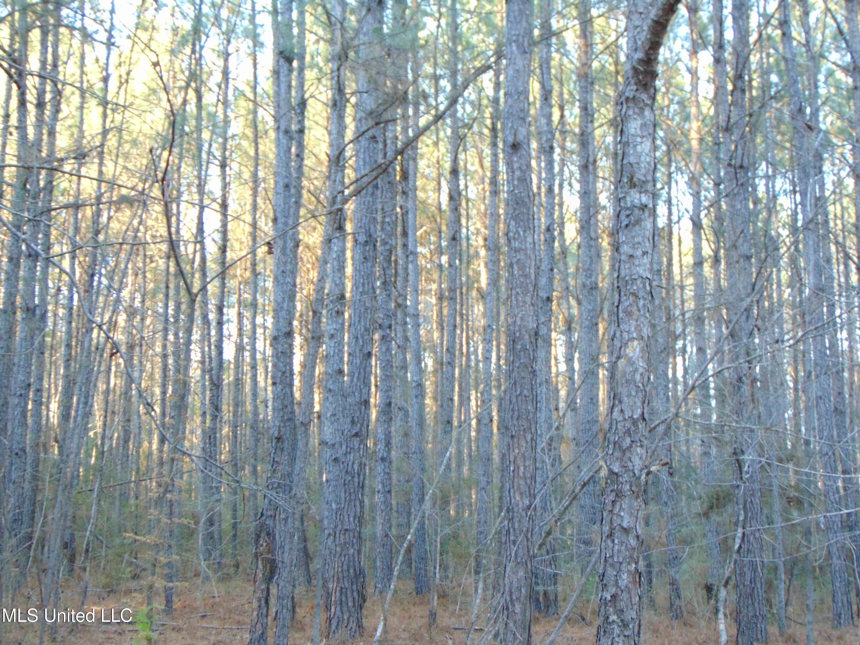 2605 Northeast Brignall Road Brookhaven, MS 39601 - Photo 19 of 33 DSC05665