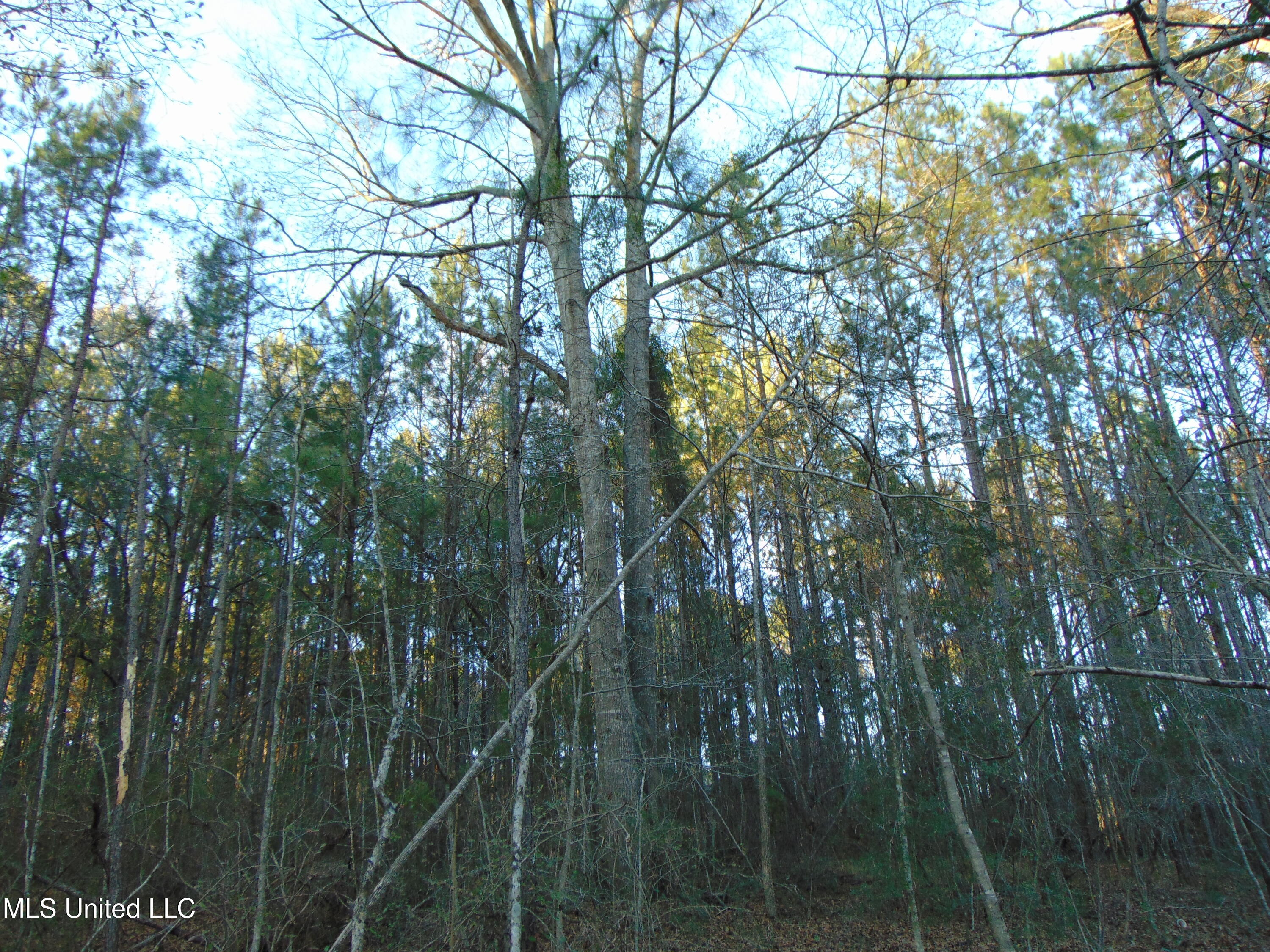 2605 Northeast Brignall Road Brookhaven, MS 39601 - Photo 22 of 33 DSC05668