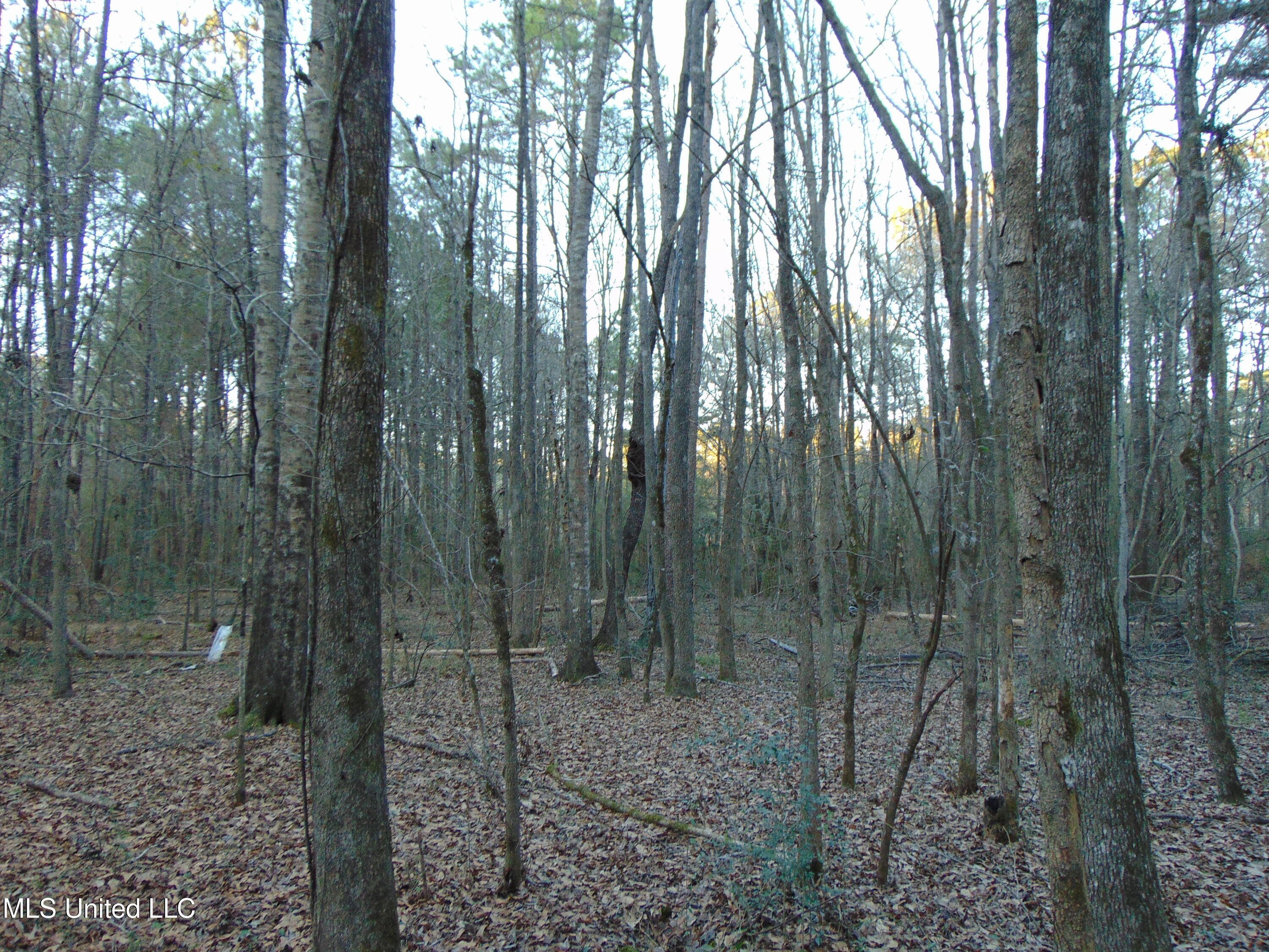 2605 Northeast Brignall Road Brookhaven, MS 39601 - Photo 31 of 33 DSC05683