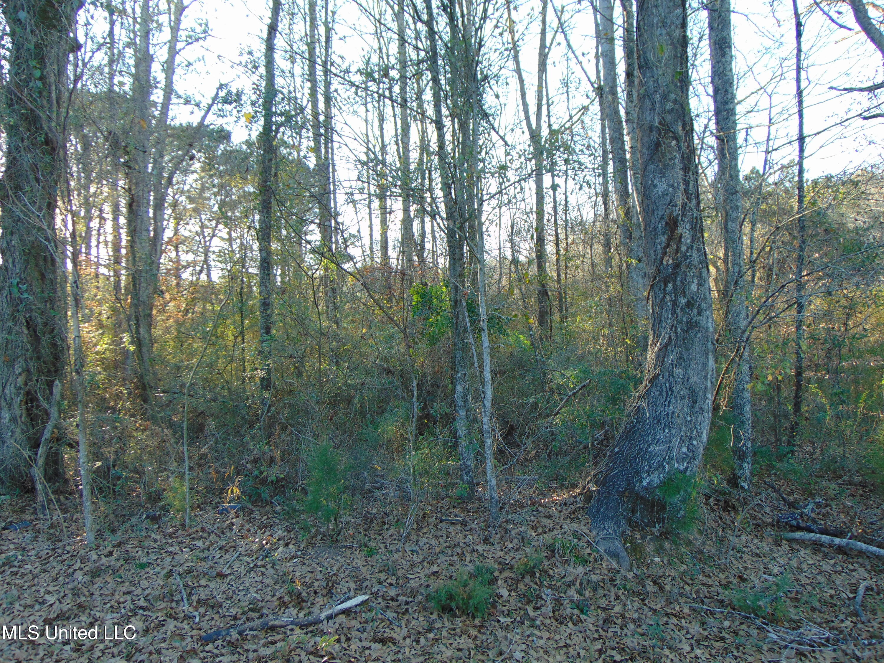 2605 Northeast Brignall Road Brookhaven, MS 39601 - Photo 9 of 33 DSC05654