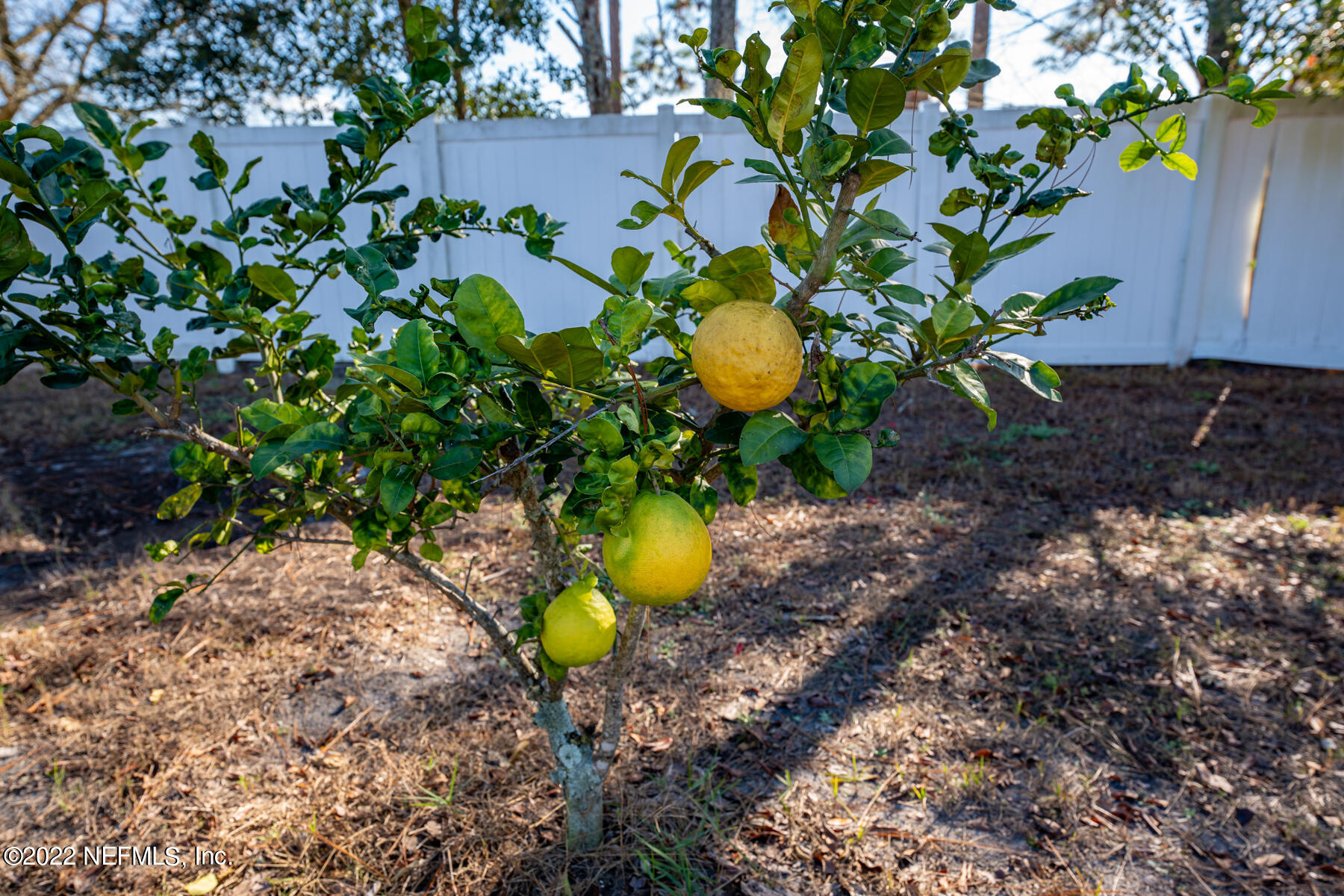8548 Springtree Road Jacksonville, FL 32210 - Photo 23 of 28 Fruit trees