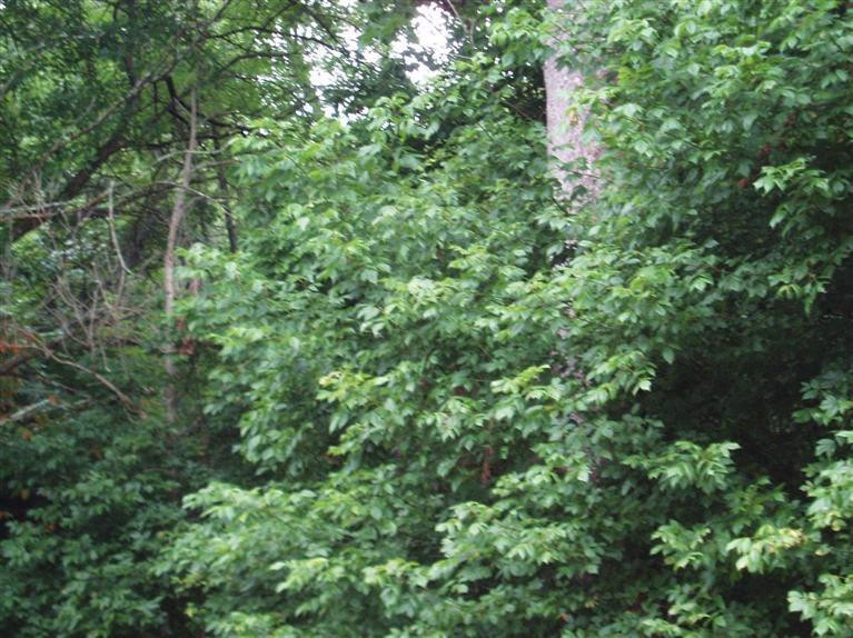 0 435/ Dutch Ridge Road Augusta, KY 41002 - Photo 5 of 15 Gallery Image 5
