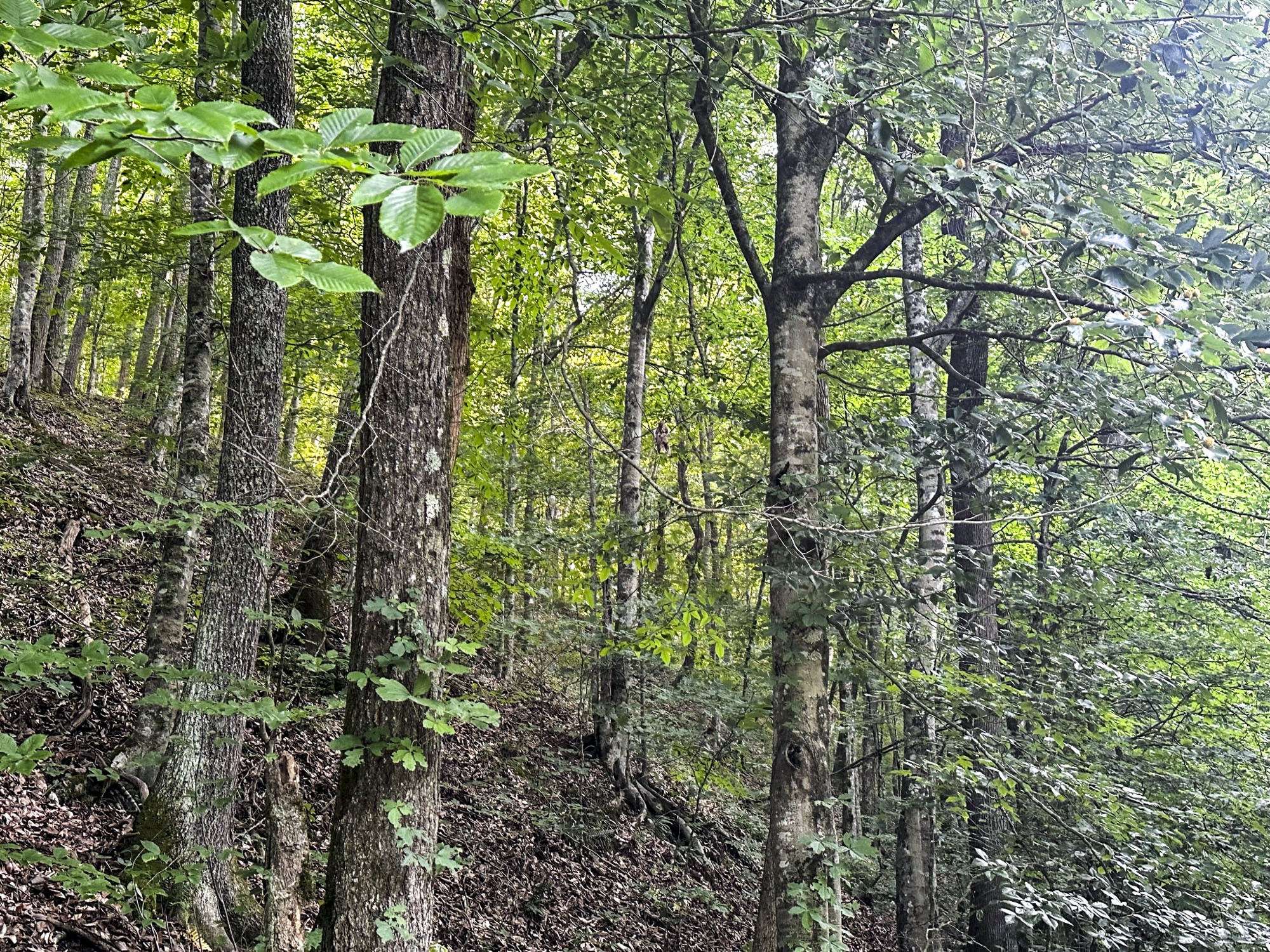 0 Moores Gap Road Heiskell, TN 37754 - Photo 8 of 26 a close up of a plant
