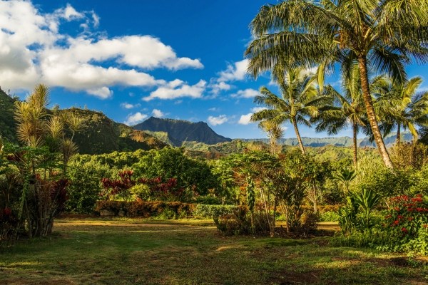 5600 Weke Road Hanalei, HI 96714 - Photo 9 of 25 a view of a yard
