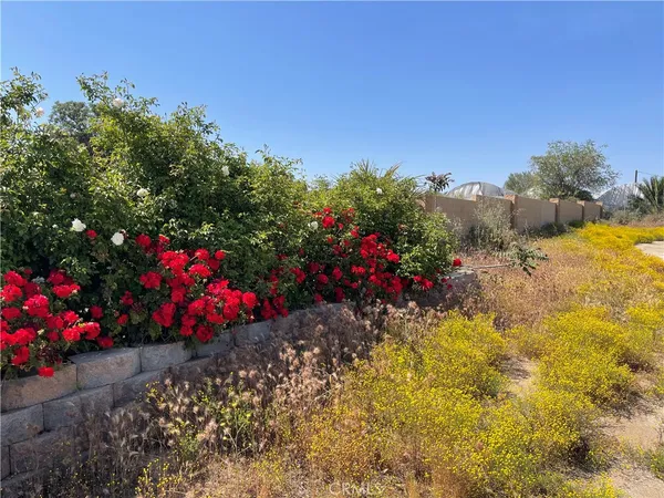 a view of a flower in a garden