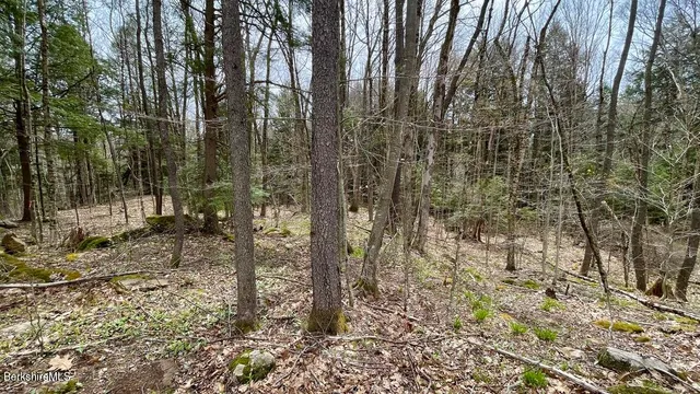 a view of a forest filled with trees and flowers