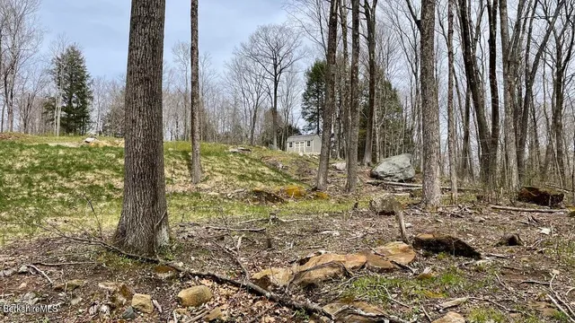 a view of a yard with plants and trees