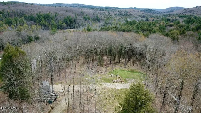a view of a lush green forest with trees and bushes