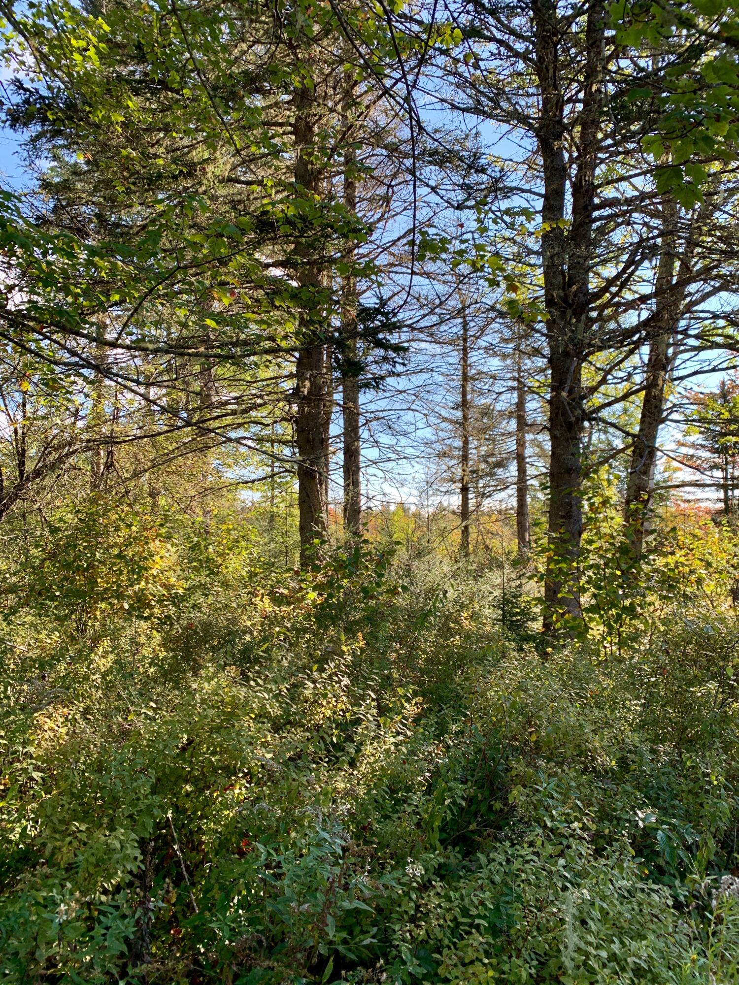 Lot 14 Off Steam Mill Road Robbinston, ME 04671 - Photo 49 of 67 IMG_2945