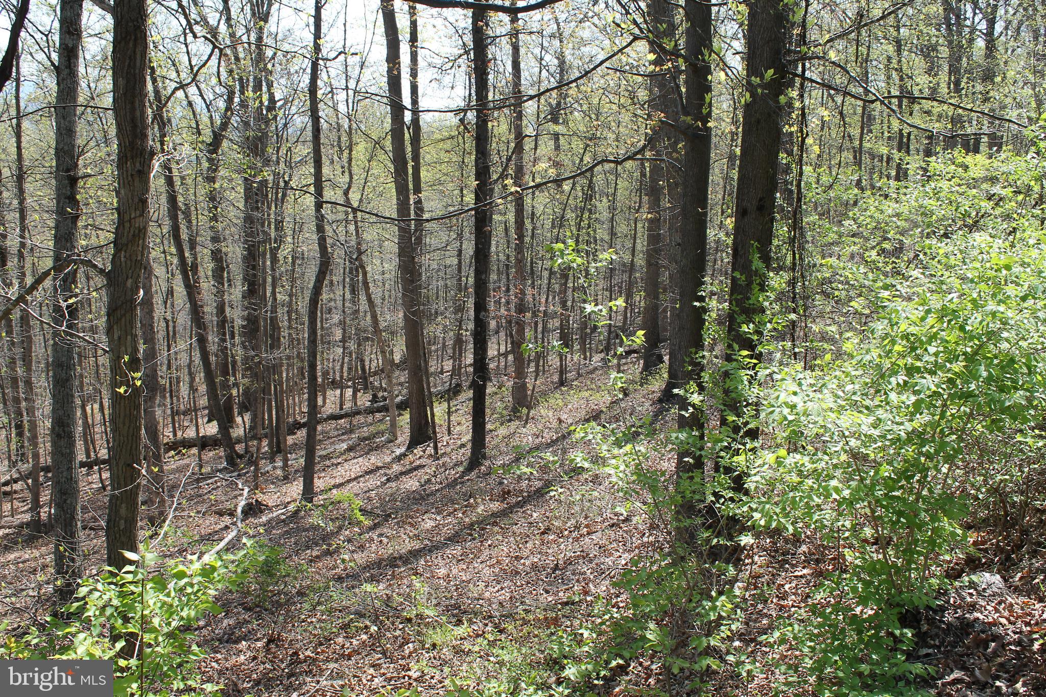 5+ acres of wooded wonderland