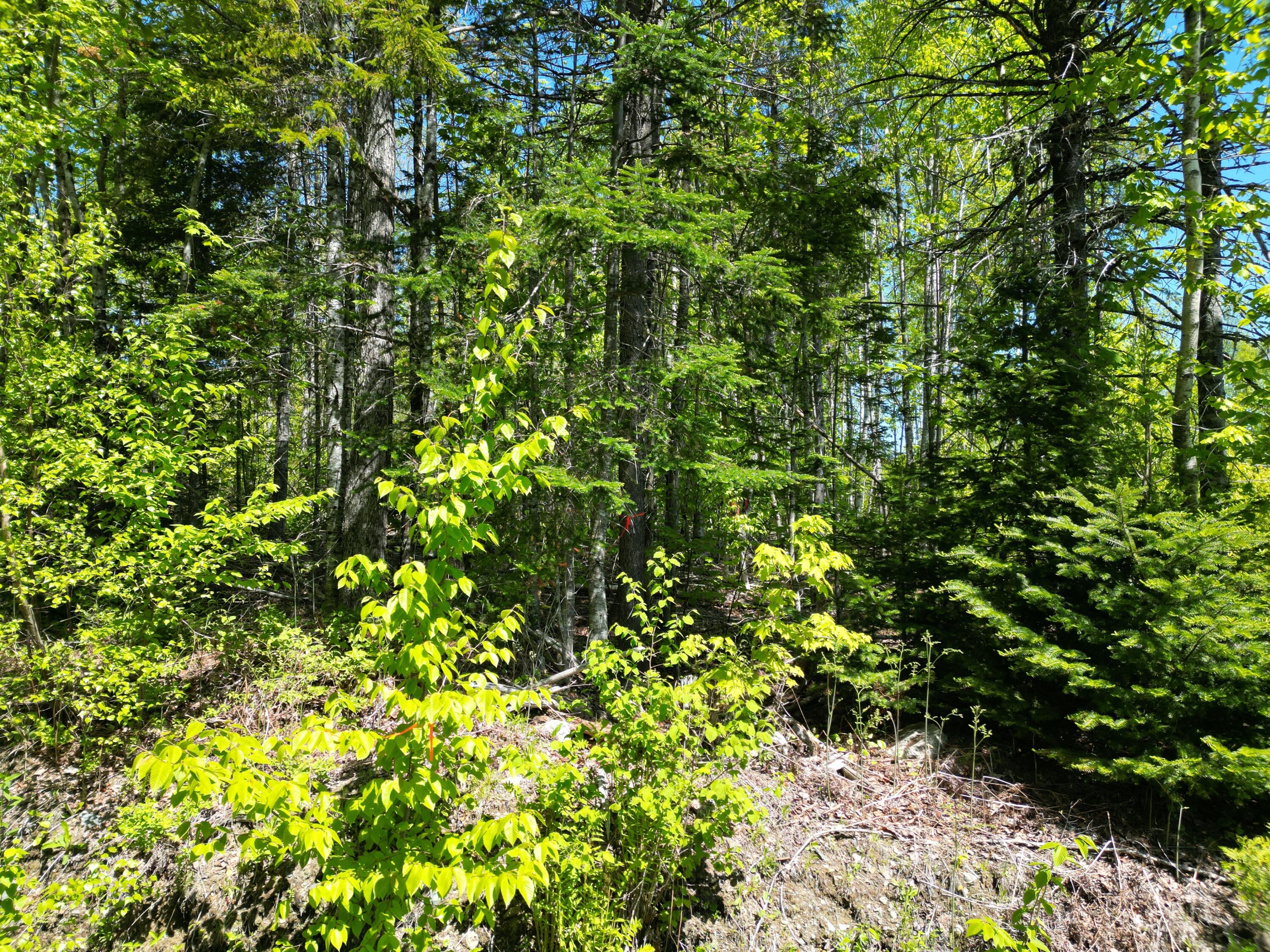 Lot 1 Shep Road Extension Springfield, ME 04487 - Photo 3 of 18 DJI_0023