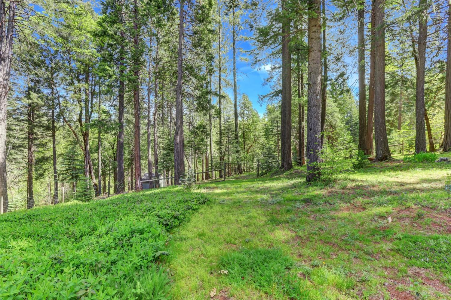 19793 Scotts Flat Road Nevada City, CA 95959 - Photo 46 of 50 a view of a yard with trees