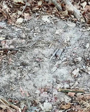 view of a yard with a tree