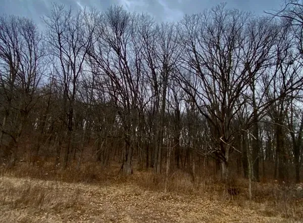 a view of a large tree