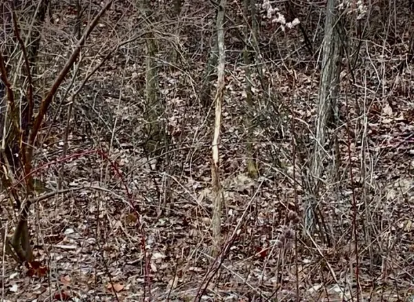 a view of a plant
