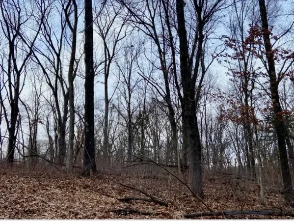 a view of a backyard of the trees