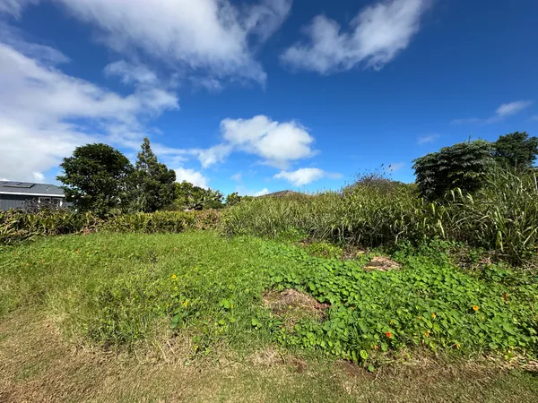 a view of a bunch of trees and bushes