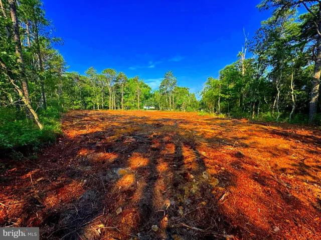 a view of a yard with palm trees