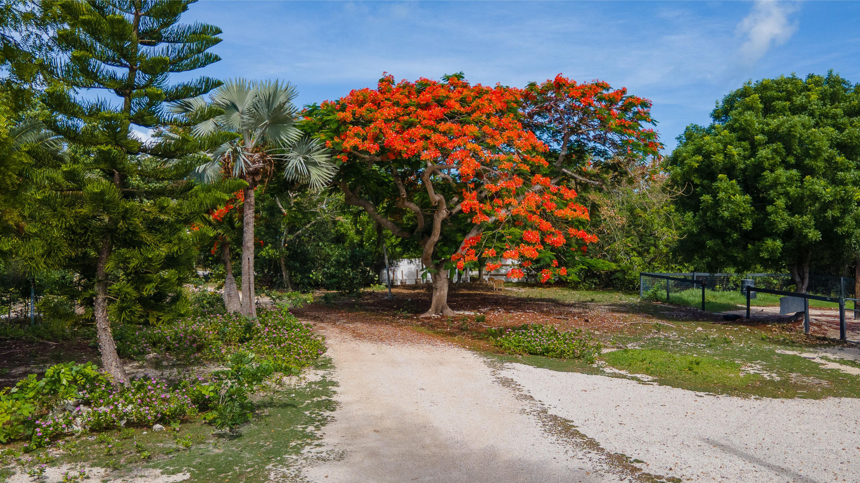 2231 Middle Torch Road Summerland Key, FL 33042 - Photo 20 of 36 a backyard of a house with lots of green space