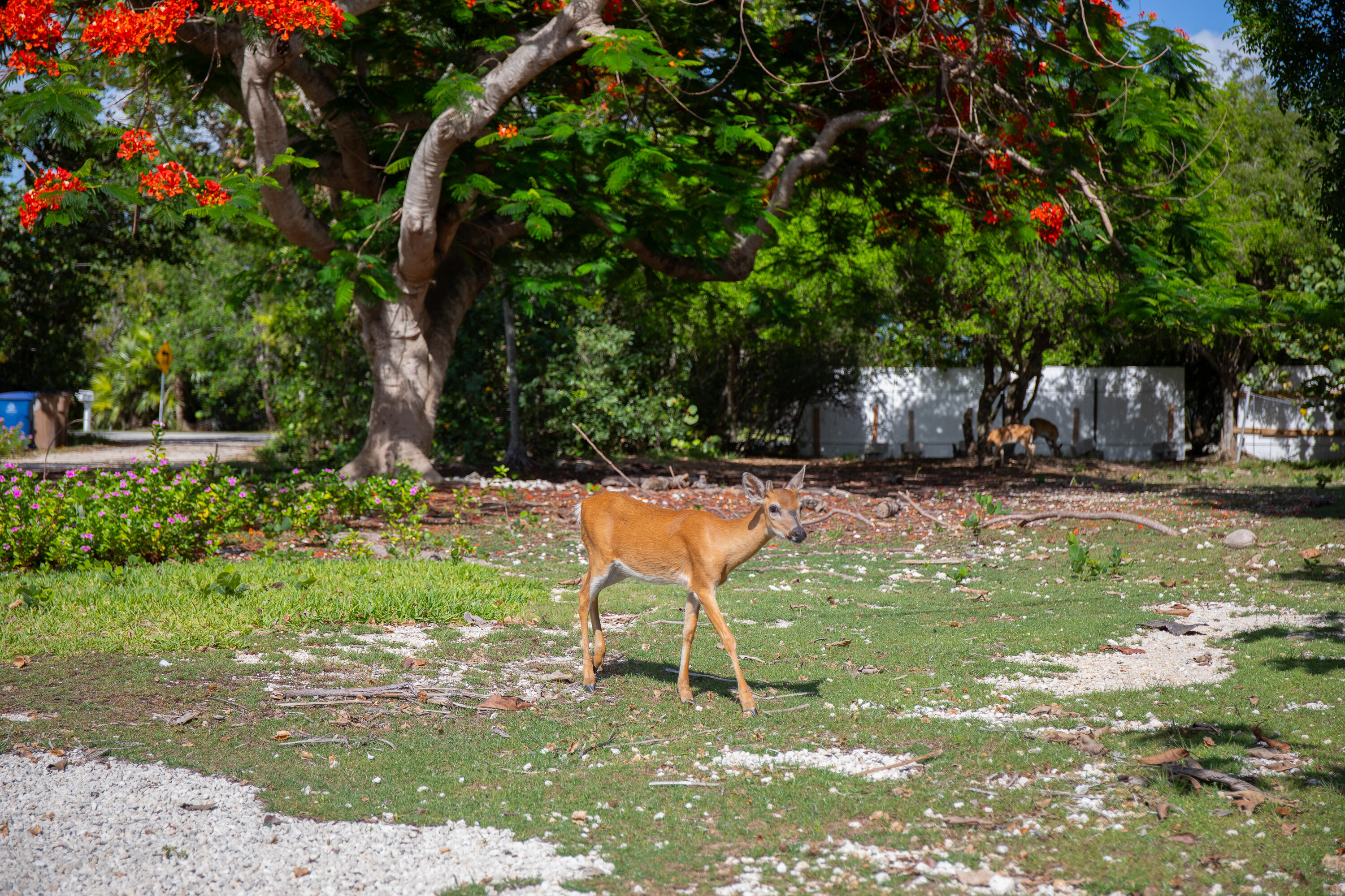 2231 Middle Torch Road Summerland Key, FL 33042 - Photo 32 of 35 a backyard of a house with table and chairs