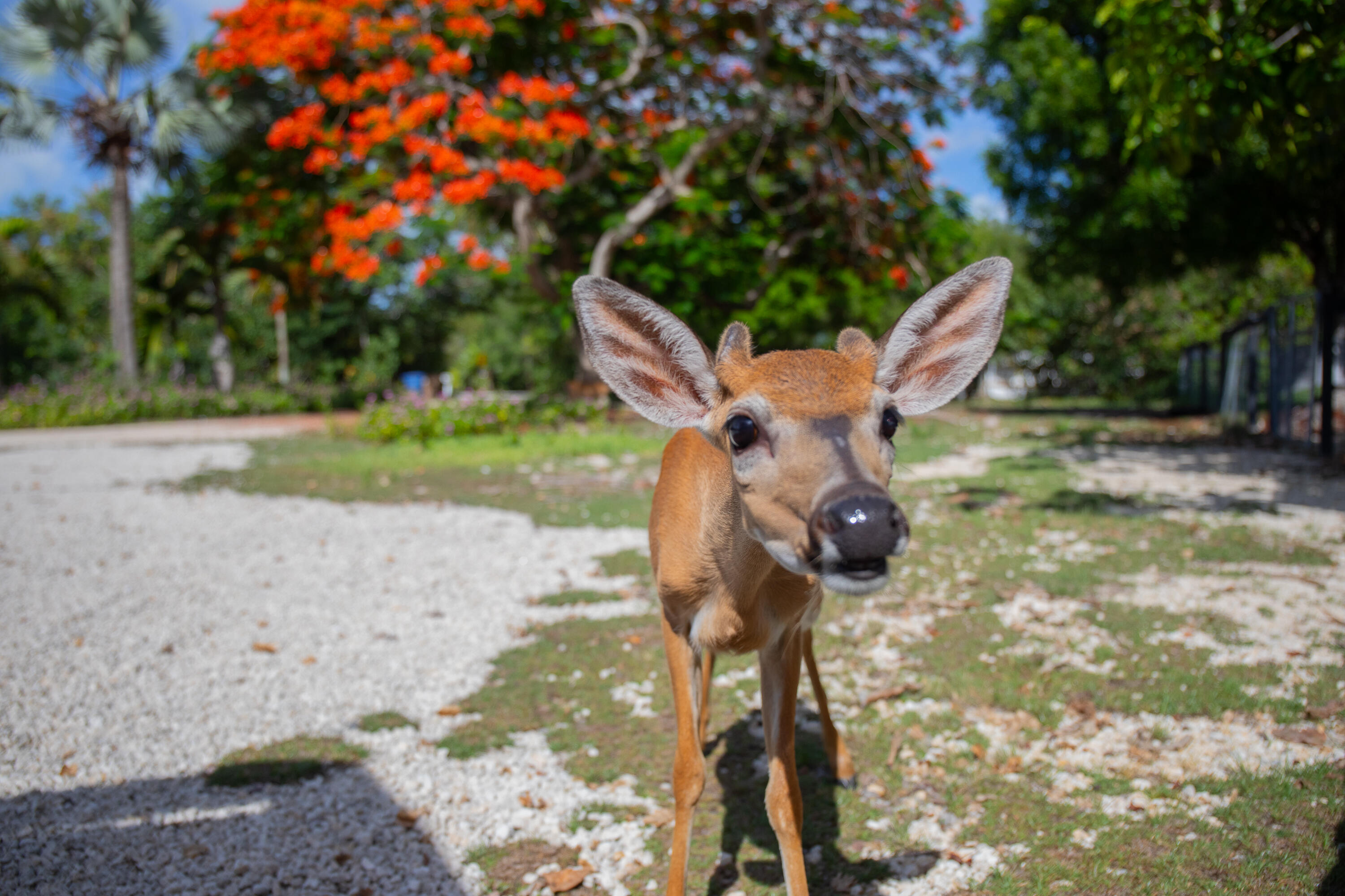 2231 Middle Torch Road Summerland Key, FL 33042 - Photo 9 of 35 a backyard of a house with a yard and outdoor seating