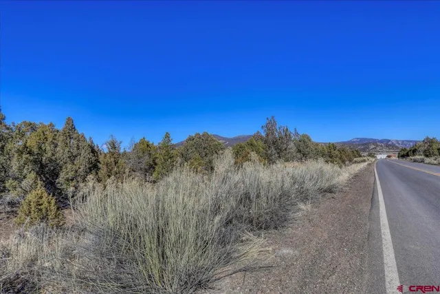 a view of a dry yard with trees in the background