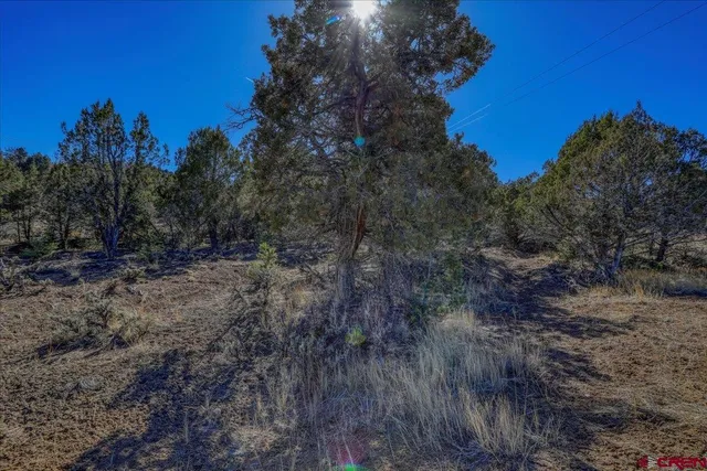 a view of a forest with a tree in the background