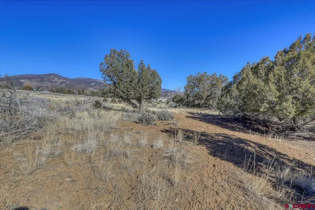 a view of a dry yard with trees in the background