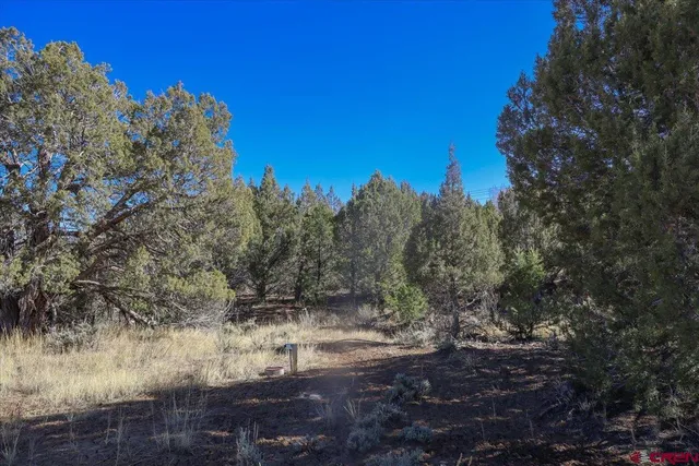 a view of a yard with a tree