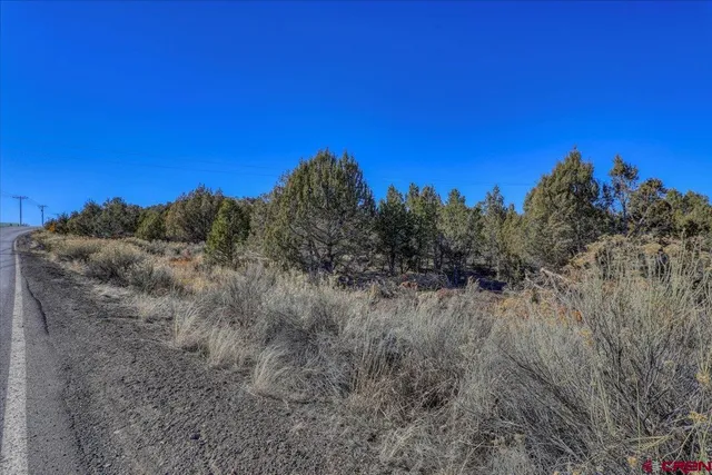 a view of a dry field with trees in the background