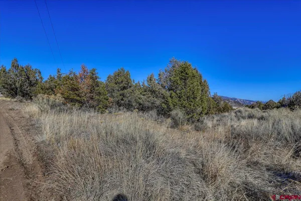 a view of a dry yard with a tree