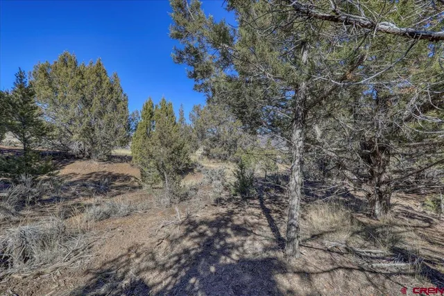 a view of a yard with a tree