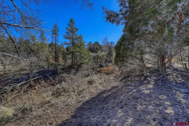 a view of a yard with a tree