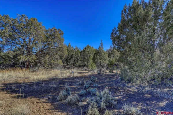 a view of a dry yard with trees