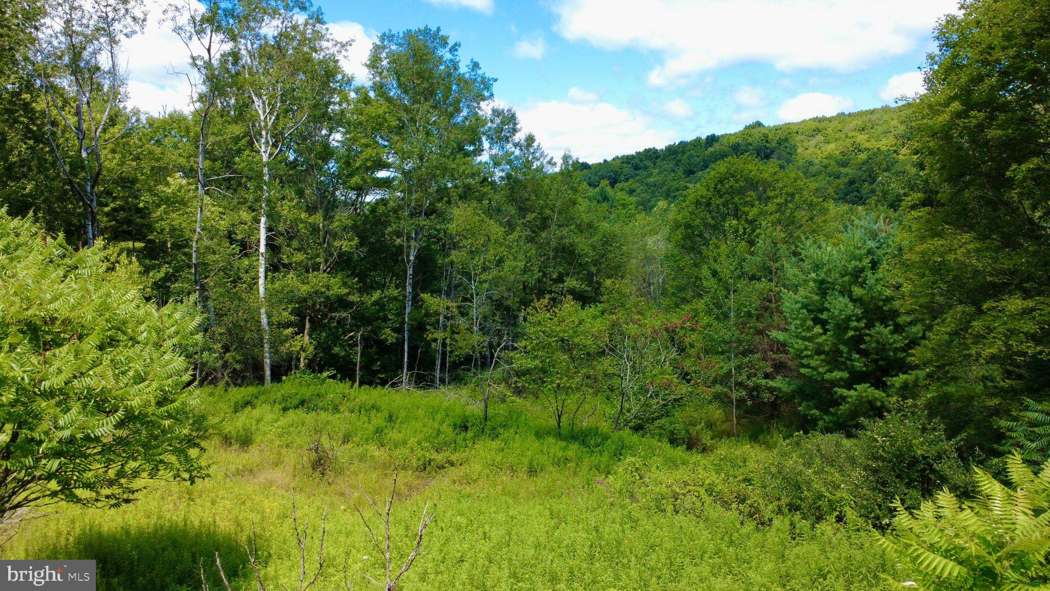 0 Pancake Road Clarence, PA 16829 - Photo 2 of 6 Lush greenery under a bright sky.