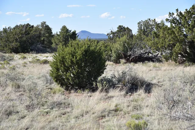 a view of a dry yard with a tree in the background