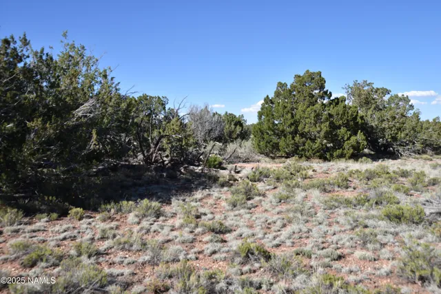 a view of a yard with trees