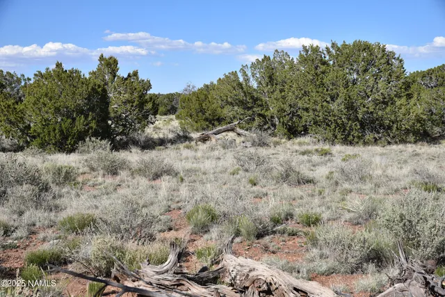 a view of a dry yard with lots of bushes