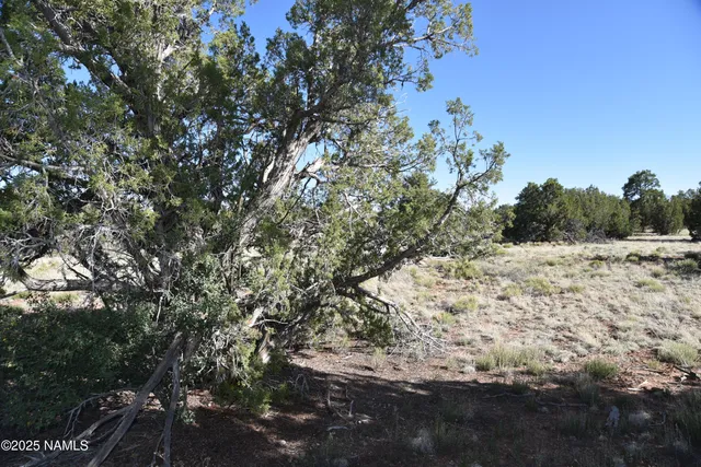 a view of a yard with a tree