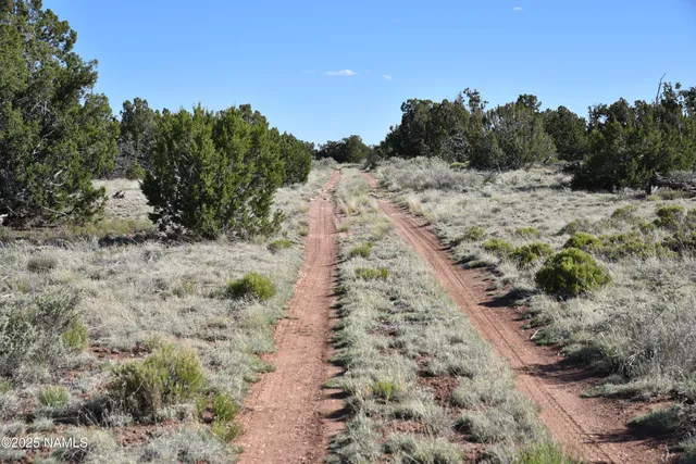 a view of a dry yard with trees in the background