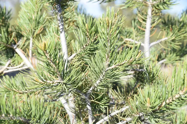 a view of a plant in a garden
