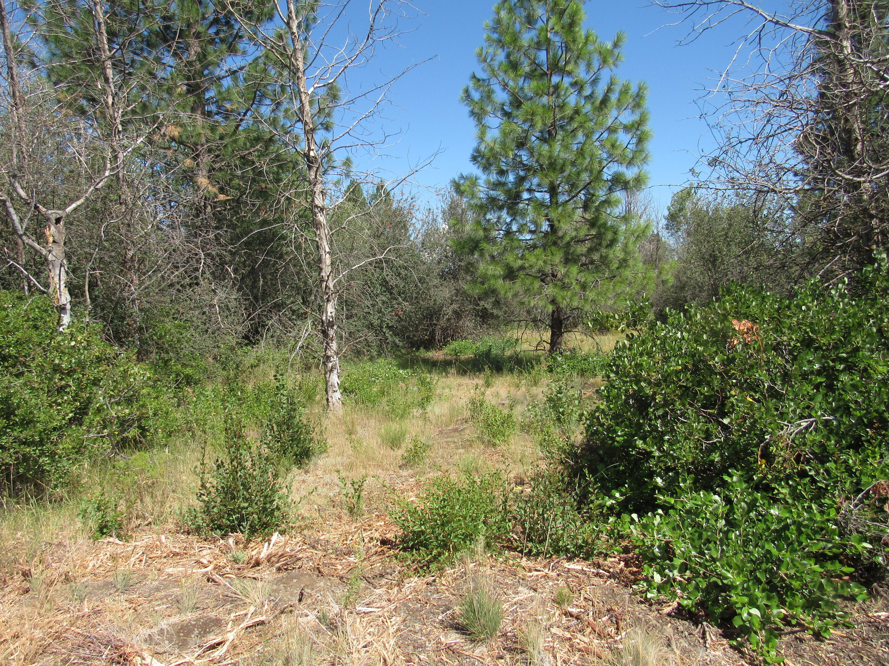 0 Forest View Drive Chiloquin, OR 97624 - Photo 5 of 13 IMG_3163