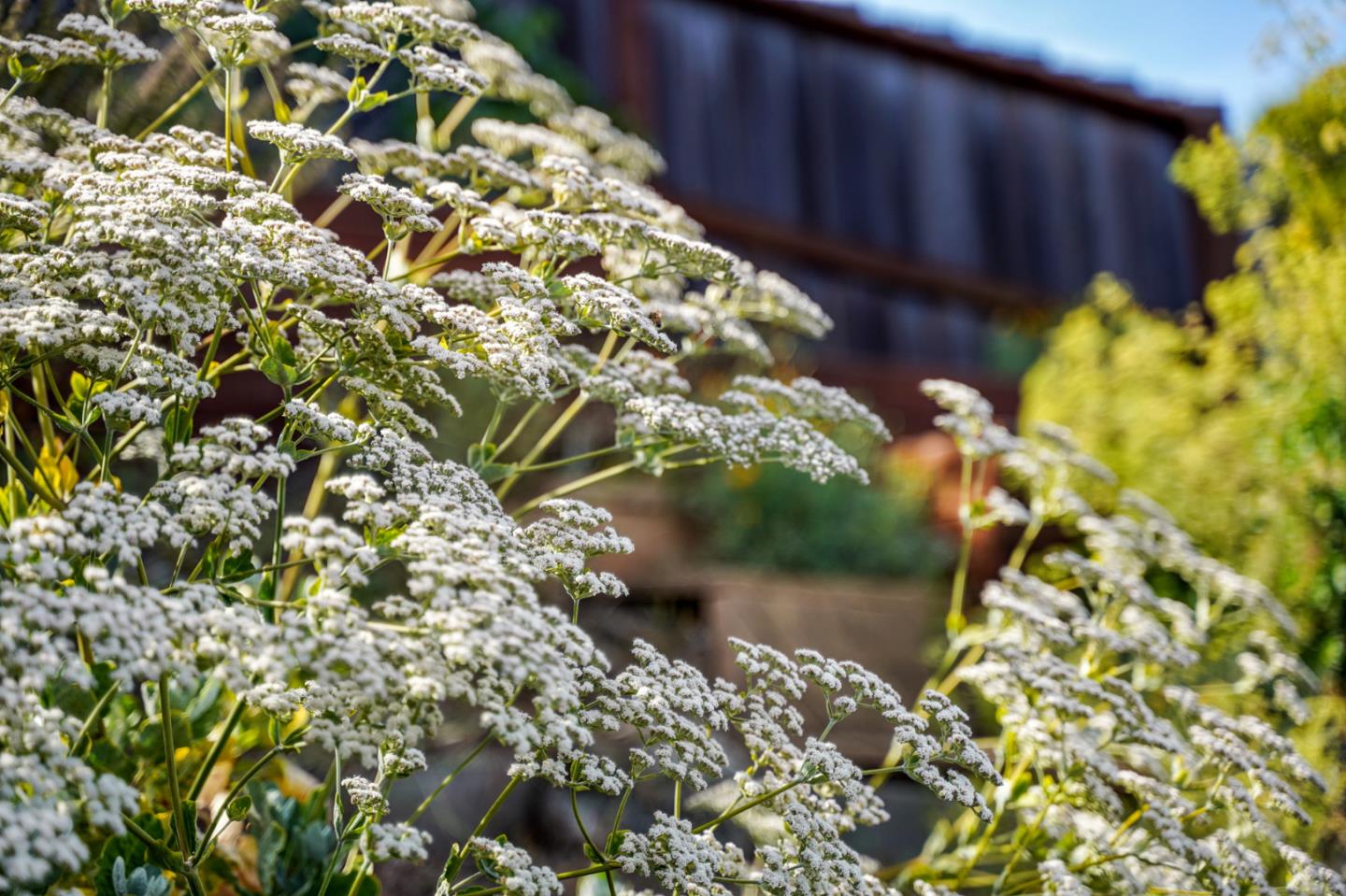 1914 Bishop Road Belmont, CA 94002 - Photo 59 of 79