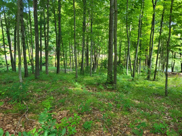 $63,000 | Tbd West School Section Lake Drive, Mecosta, MI 49332