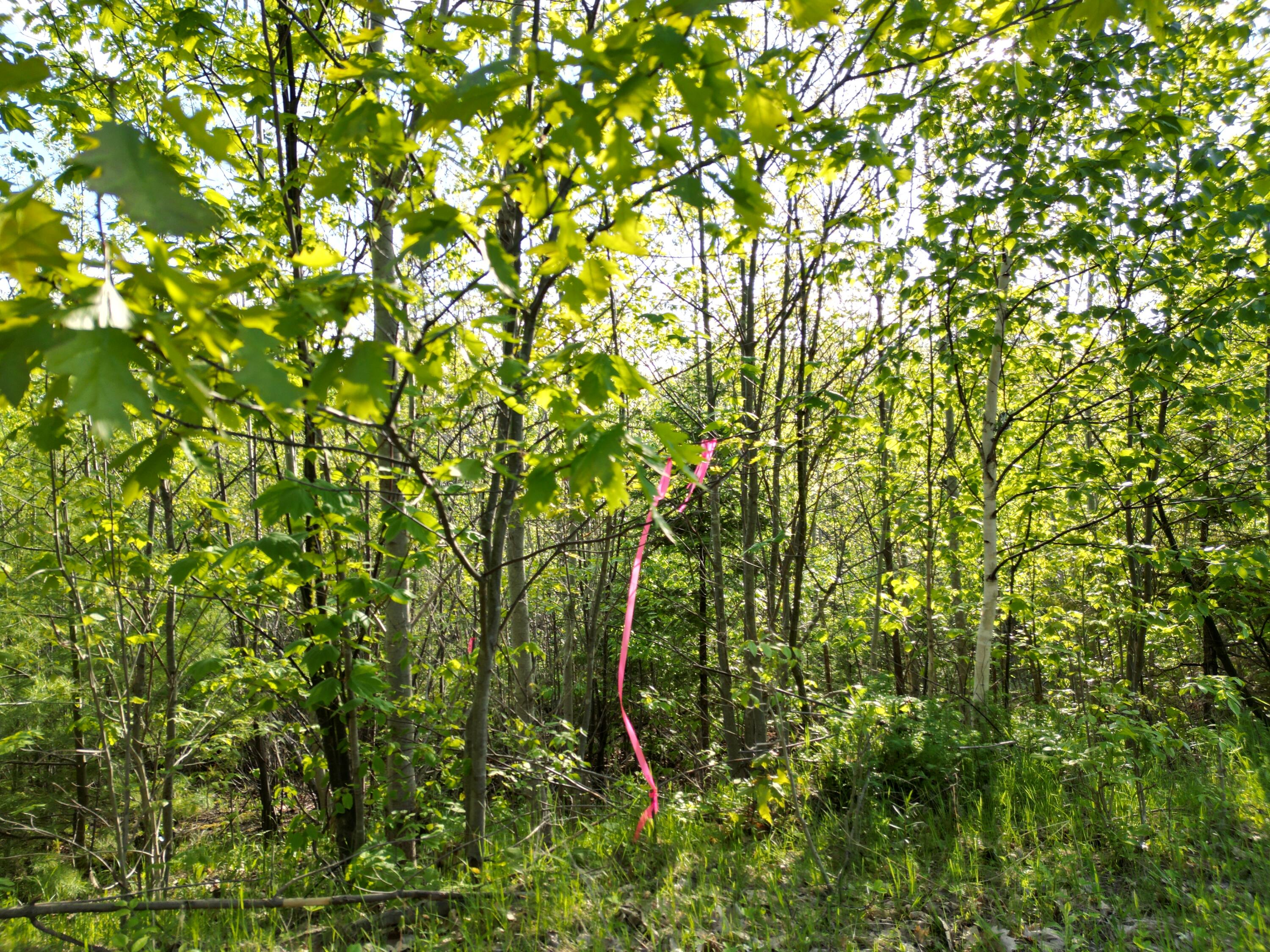 Lot 41-1 Bottle Lake Road Lakeville, ME 04487 - Photo 2 of 23 DJI_0606