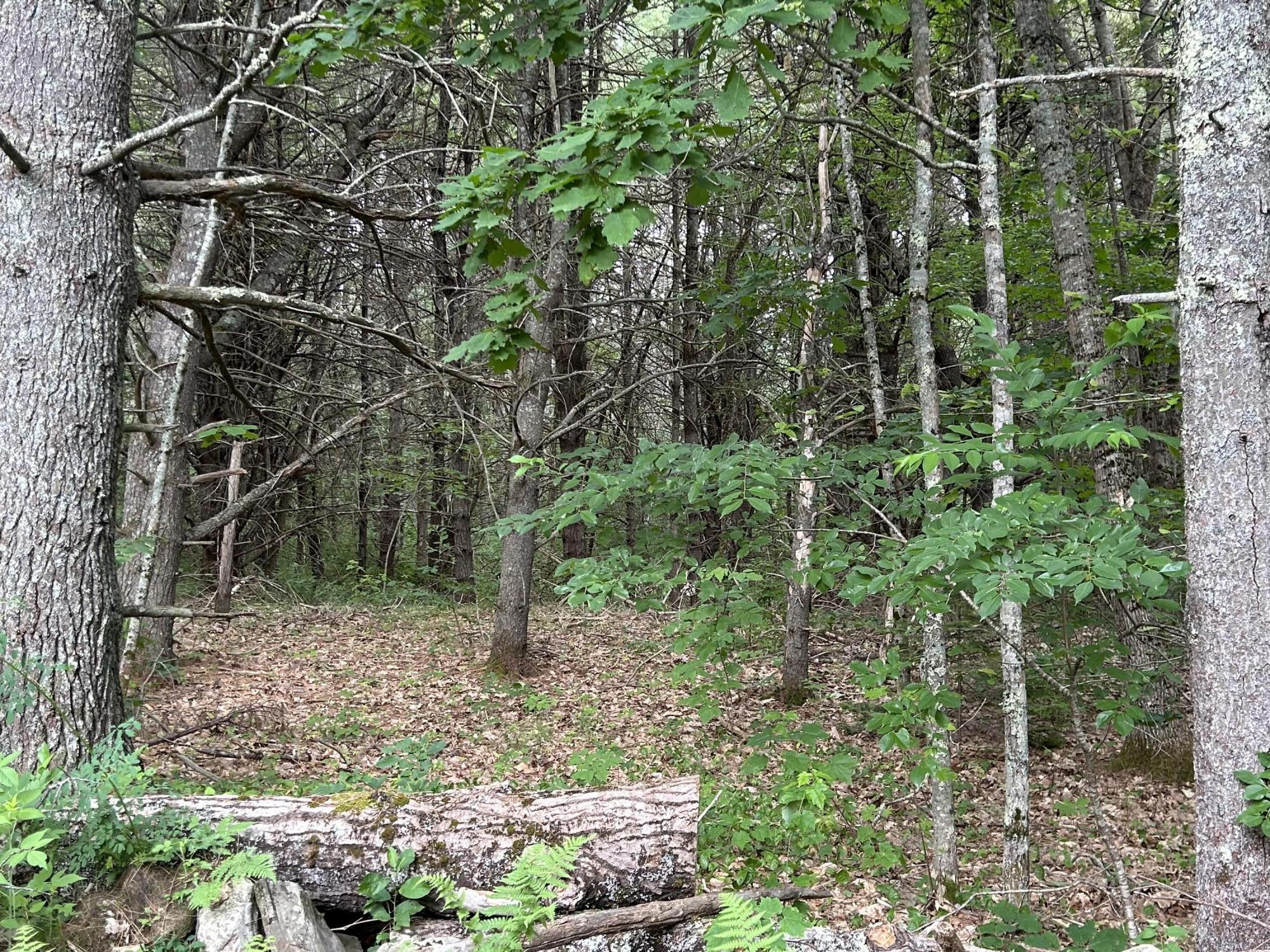 Lot 4-412 Center Street Nobleboro, ME 04555 - Photo 3 of 4 3_snowwoodsfarm